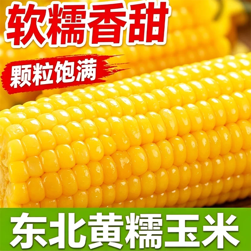 东北黄糯玉米真空新鲜黏玉米棒加热即食粗粮早餐低脂香糯香甜软糯