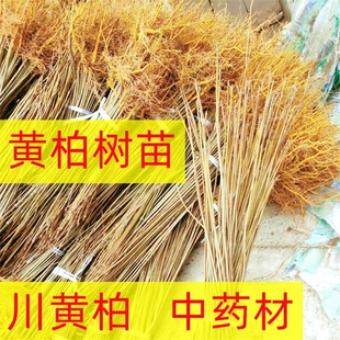 黄柏树苗厚皮川黄柏苗子基地黄白皮中药