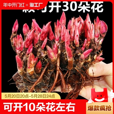 重瓣芍药花苗带芽根块四季花卉多年生阳台庭院浓香花植物盆栽耐寒