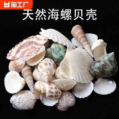 天然贝壳海螺海星鱼缸造景装饰品手工diy漂流瓶摆件寄居蟹套餐