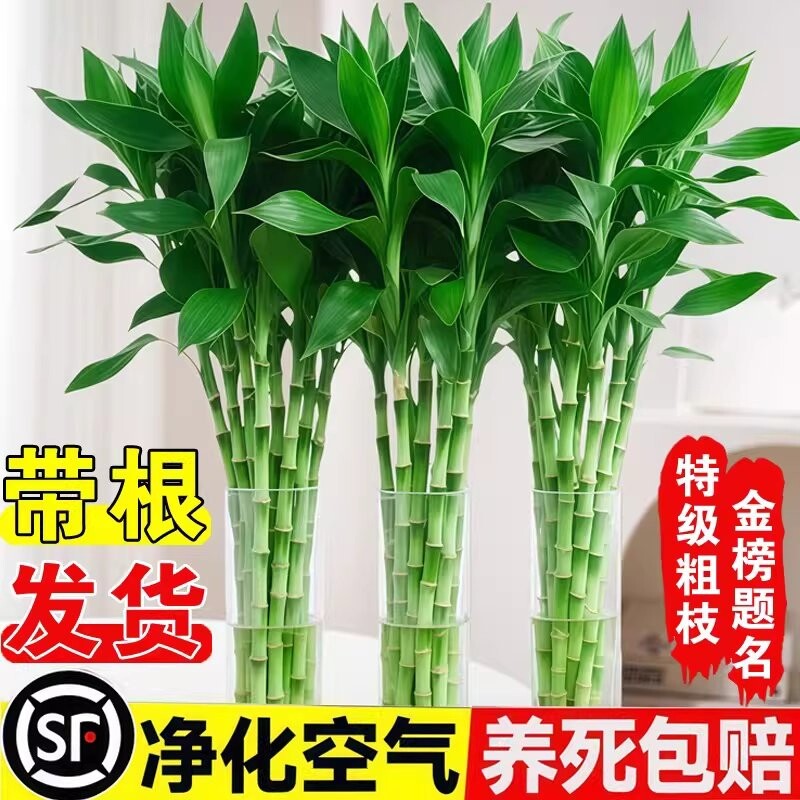 水培植物富贵竹室内盆栽绿植客厅粗杆带根水养招财特级节节高竹子