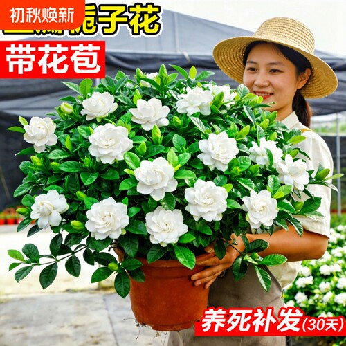 栀子花盆栽花卉水培室内客厅四季开花好养绿植物带花苞重瓣办公室