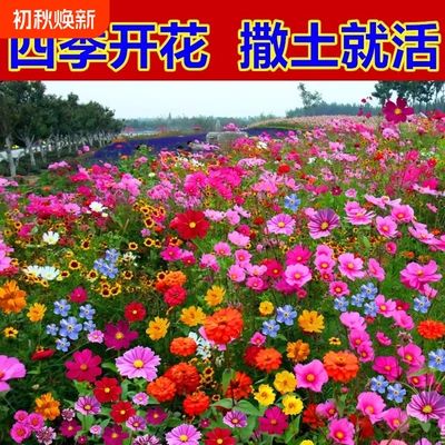 野花组合花种子波斯菊四季播种开花室外庭院格桑花凤仙花太阳花籽