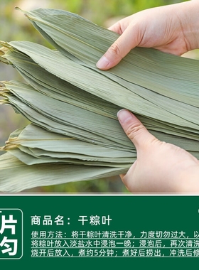 干粽叶棕叶新鲜粽子叶大号家用竹叶包粽子的粽叶特大码叶子斑斓叶