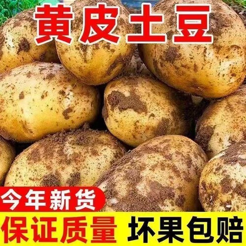 云南土豆黄皮黄心洋芋粉糯细腻