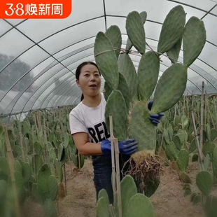 可食用仙人掌盆栽大型多肉植物无刺阳台室内种植外敷好养