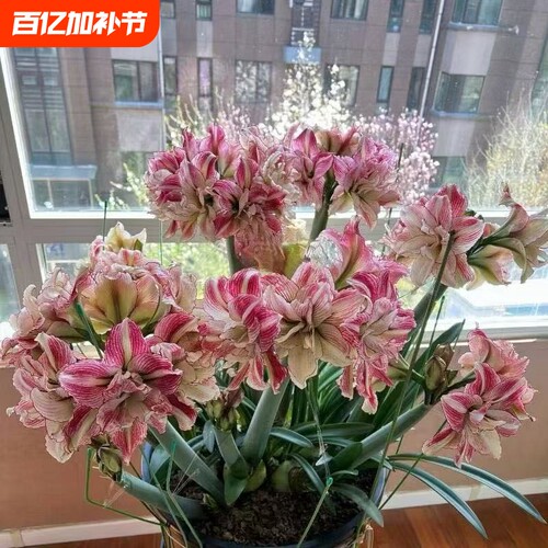 多年生重瓣朱顶红种球绿植盆栽室内外球根花卉耐寒耐热埋土养活