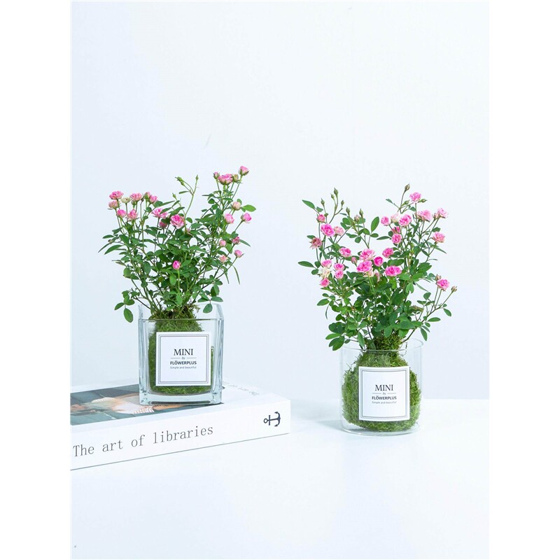 须惠姬月季带花苞苔藓球植物盆栽室内办公室桌面花卉绿植四季好养