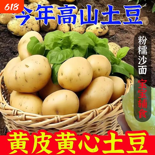 现挖正宗黄心土豆黄皮