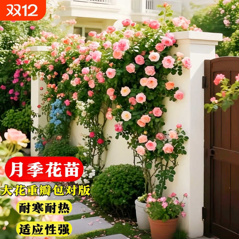 藤本月季蔷薇盆栽好养