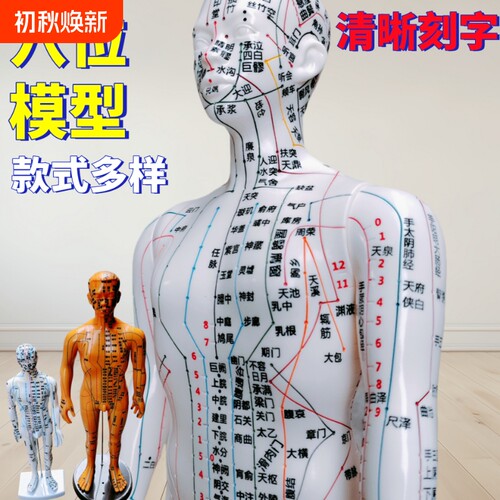 针灸穴位人体全身经络穴位模型