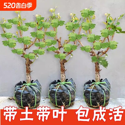 葡萄树苗特大巨峰无籽阳光玫瑰葡萄苗蓝宝石南爬藤北方种当年结果