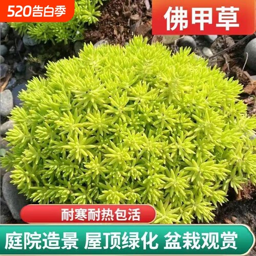 黄金佛甲草多年生宿根庭院