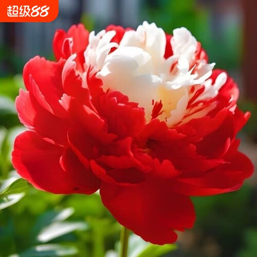 爆款观赏芍药老桩菏泽芍药花苗观赏重瓣芍药情人节花卉耐寒正品直