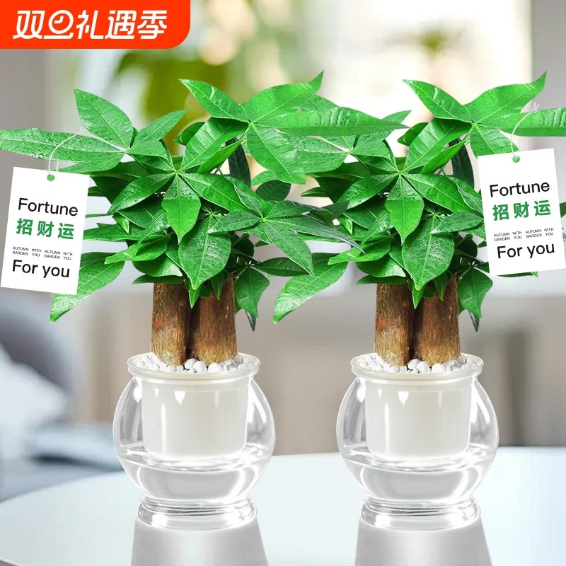 发财树水培植物室内绿植花卉客厅阳台桌面盆栽去甲醛好养净化空气