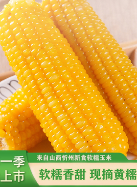 山西忻州正宗黄糯玉米香甜软糯黄玉米真空锁鲜黄糯玉米代餐低脂