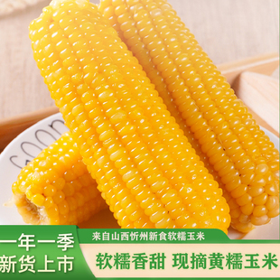 山西忻州正宗黄糯玉米香甜软糯黄玉米真空锁鲜黄糯玉米代餐低脂