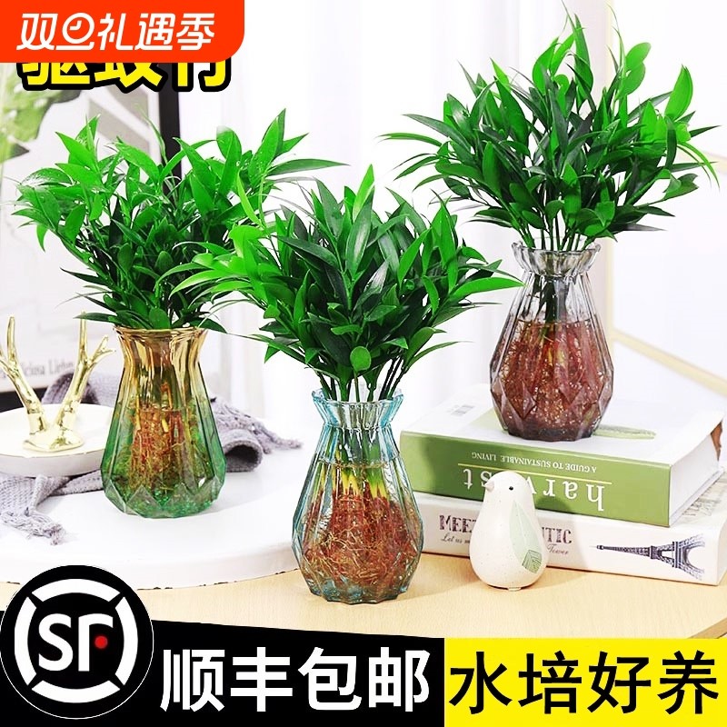竹柏驱蚊竹水培植物室内客厅水培绿植花卉盆栽办公室桌面四季好养