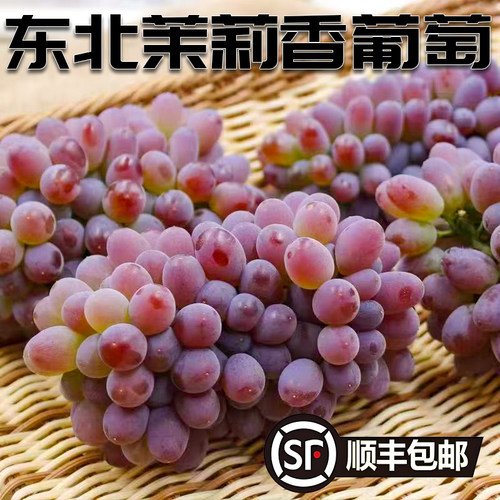 东北茉莉香葡萄酸甜口感新鲜鲜摘郁金香无籽提子水果整箱顺丰包邮