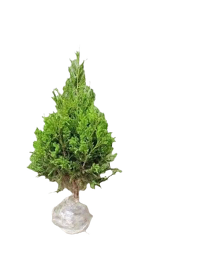 坟前树墓前绿植塔柏树苗松柏树苗侧柏树苗龙柏树苗植物节塔松圆柏