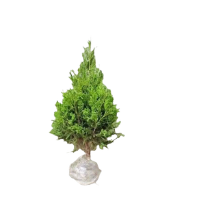 坟前树墓前绿植塔柏树苗松柏树苗侧柏树苗龙柏树苗植物节塔松圆柏