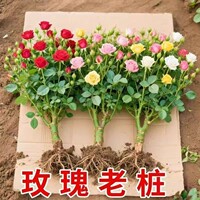玫瑰花苗老桩绿植物盆栽月季老根阳台特大花卉四季红玫瑰开花庭院