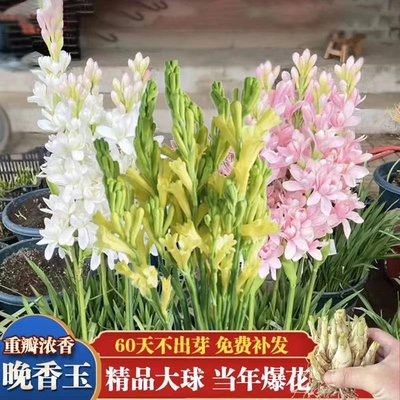 晚香玉种球重瓣大花根夜来