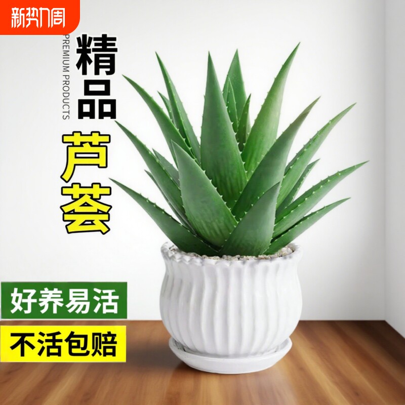 大盆芦荟盆栽室内净化空气绿植物多肉好养花卉仙人掌客厅可食用