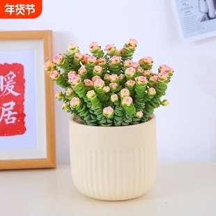 彩色钱串锦前程似锦多肉植物爆盆好养阳台绿植盆栽办公桌招财大盆