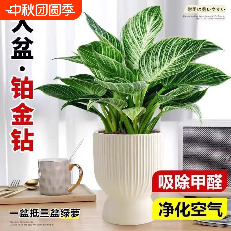 铂金钻水培植物室内好养大叶金钻绿公主盆栽带花苞蔓绿绒花卉绿植										