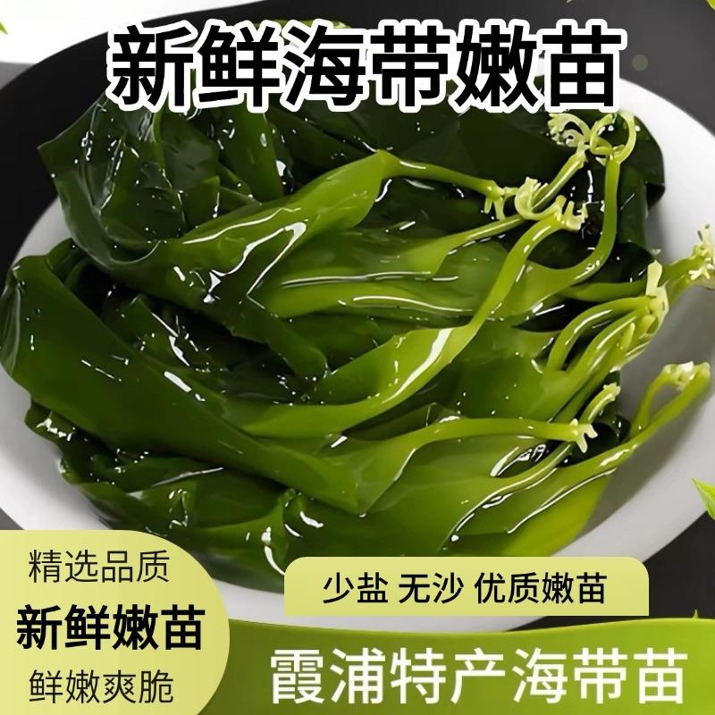 霞浦优质海带苗整包海带嫩苗鲜嫩爽口原产地直供凉拌煲汤新鲜带丝