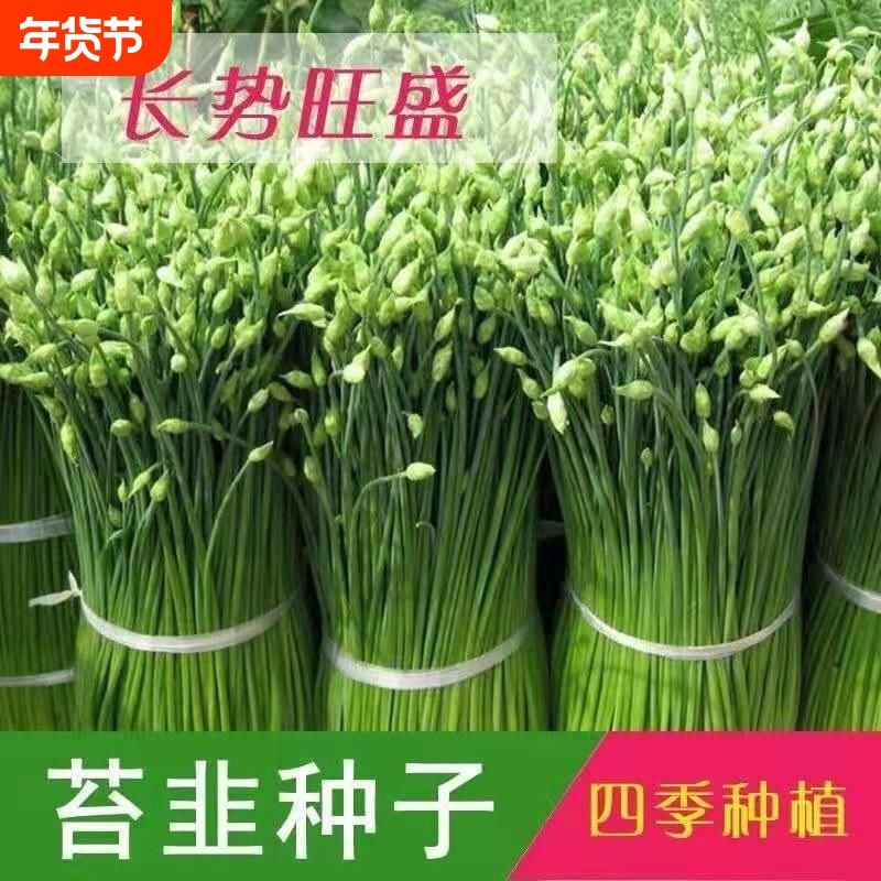 高产韭苔种子 四季韭苔种子 一次种植多年采收 耐热耐寒 蔬菜种子,鲜花速递/花卉仿真/绿植园艺,其它园艺用品,淘宝优惠券,粉丝福利购,淘宝优惠卷