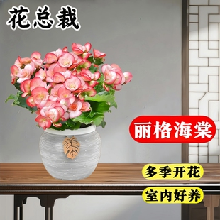 丽格海棠花盆栽重瓣大花四季开室内阳台带花苞玫瑰海棠好养活植物