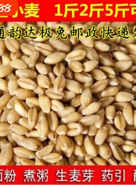 杂粮小麦粒麦芽糖食用发芽草种子酿酒猫草一斤优质麦种健康磨面