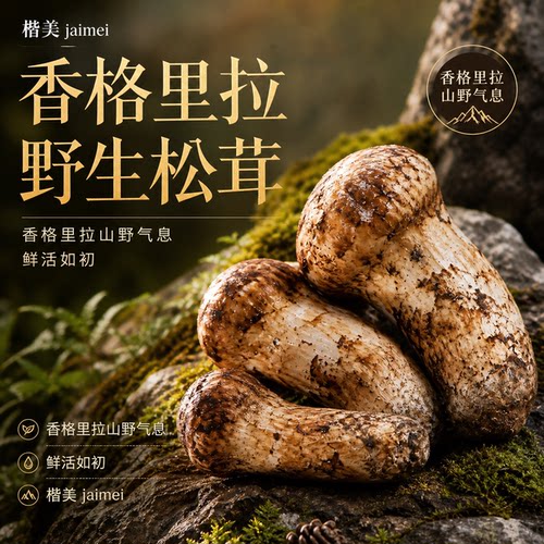 正宗云南香格里拉野生松茸出口