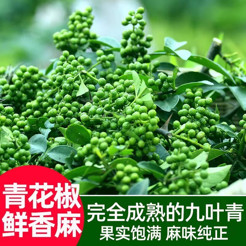 九叶青新鲜花椒重庆江津特产350g保鲜麻椒粒现摘鲜花椒食用生青藤