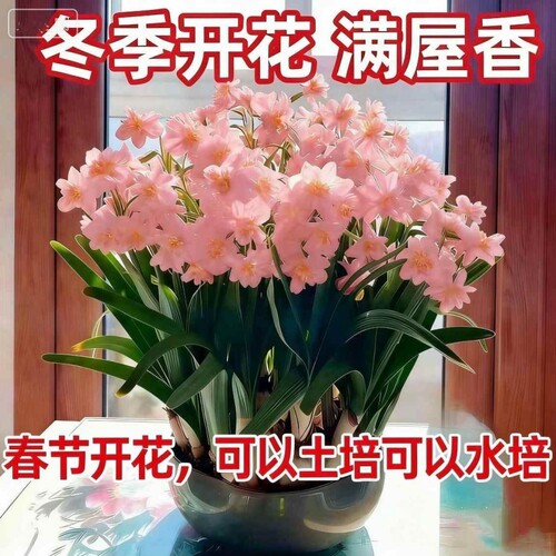 重瓣水仙花水仙矮化室内水培开花春节植物年货冬天客厅土培阳台