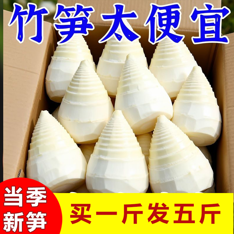 野生冬笋新鲜笋尖竹笋清水水煮冬笋袋装火锅煲汤蔬菜商用批发