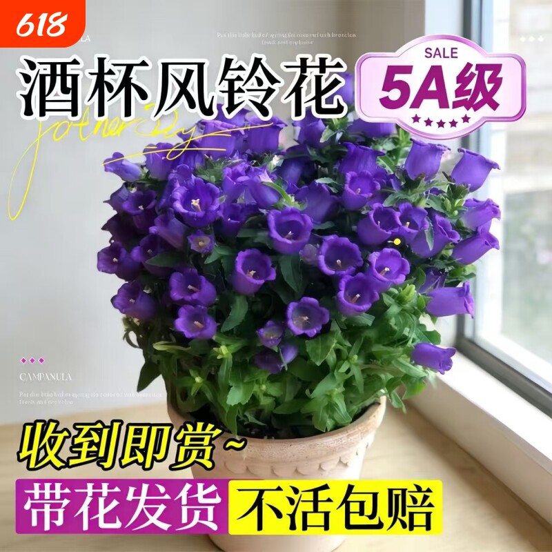 酒杯风铃花盆栽带花苞丹麦风铃花阳台室内办公室四季绿植好养易活