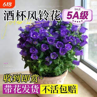 酒杯风铃花盆栽带花苞丹麦风铃花阳台室内办公室四季绿植好养易活