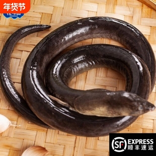 探味岛【顺丰包邮】福建东山海捕大土龙新鲜青鳗活冻杜龙中华须鳗