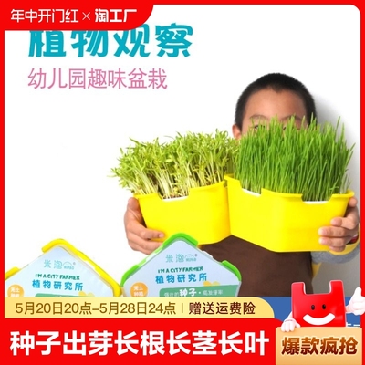 植物生长观察体验收割乐趣