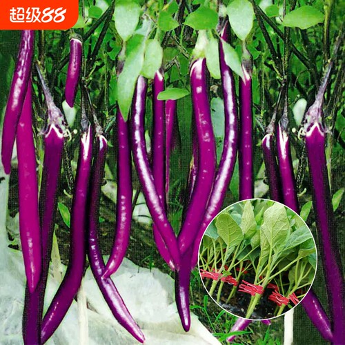 杭茄一号嫁接茄子苗带土特大号高产老品种山东寿光本地红紫大苗秧