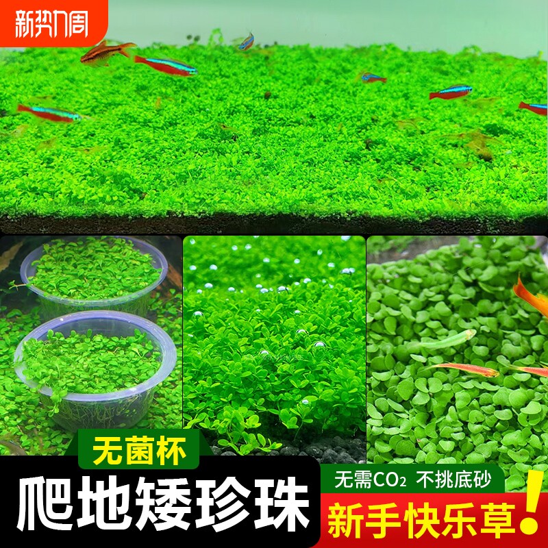 无菌杯爬地矮珍珠水草趴地矮阴性前景草鱼缸造景专用铺草坪日本矮