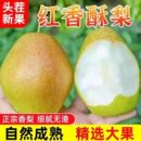 红香酥梨现摘贵妃红梨新鲜梨子当季 正宗香酥梨雪梨脆甜酥脆多汁