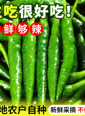 现摘青阳辣椒新鲜青椒薄皮辣椒农家自种尖椒正宗时令蔬菜炒肉