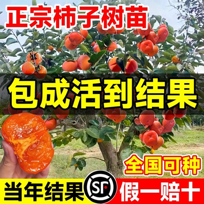 柿子苗树脆甜柿无核柿南北方种植特大庭院地栽当年结果柿子树果苗