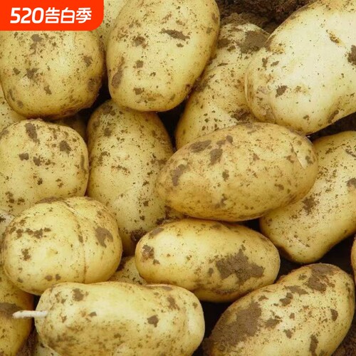 贵州毕节今年新黄心土豆