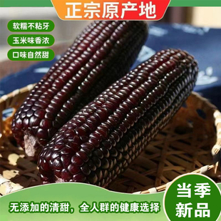 2025东北新鲜黑糯玉米软糯拉丝独立真空包装寒地黑土一年一季