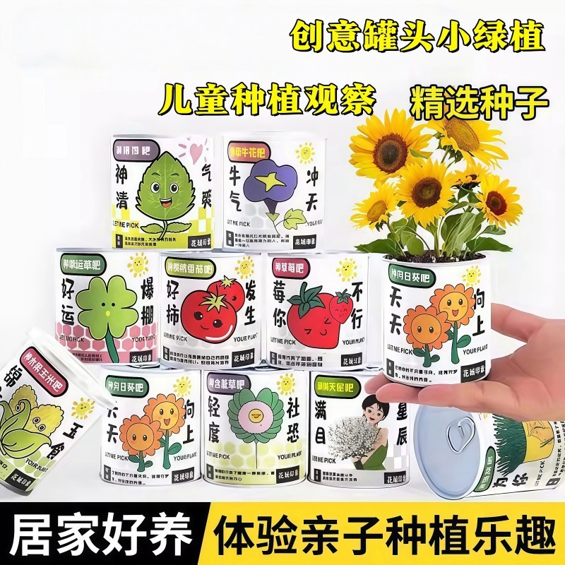 植物草头娃娃迷你儿童种植情绪稳定小盆栽植物种罐头牵牛花幸运草